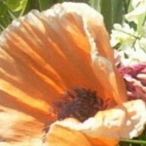 Meet your Posher, Karen